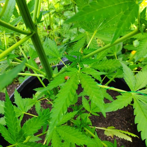 Purple Cookie Kush Sensi Seeds  growlog timeline photo