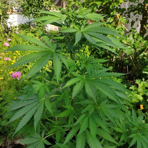 Purple Cookie Kush Sensi Seeds  growlog timeline photo