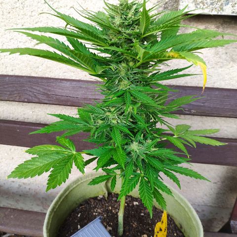 Auto Blueberry Dutch Passion  growlog timeline photo