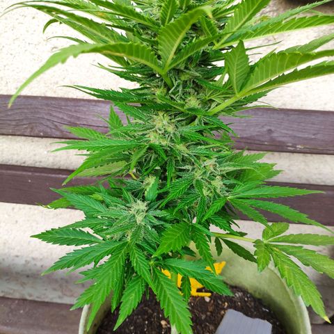 Auto Blueberry Dutch Passion  growlog timeline photo