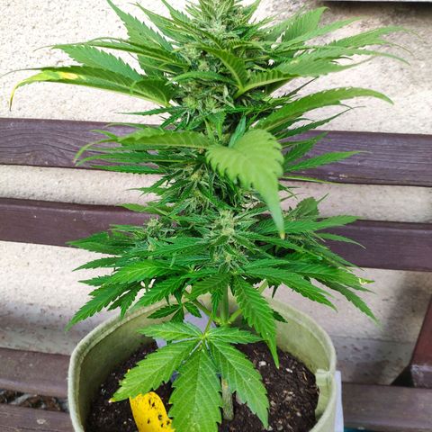 Auto Blueberry Dutch Passion  growlog timeline photo