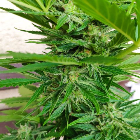 Auto Blueberry Dutch Passion  growlog timeline photo