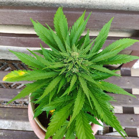 Auto Blueberry Dutch Passion  growlog timeline photo