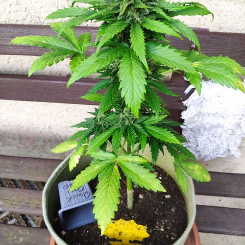 Quick One Royal Queen Seeds growlog timeline photo
