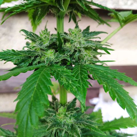 Quick One Royal Queen Seeds growlog timeline photo
