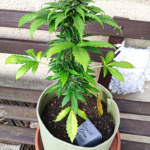 Quick One Royal Queen Seeds growlog timeline photo