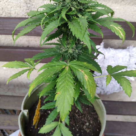 Quick One Royal Queen Seeds growlog timeline photo