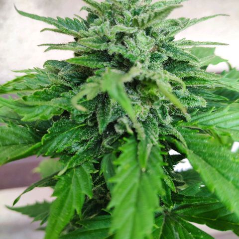 Quick One Royal Queen Seeds growlog timeline photo