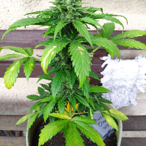Quick One Royal Queen Seeds growlog timeline photo