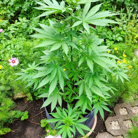 Purple Cookie Kush Sensi Seeds  growlog timeline photo