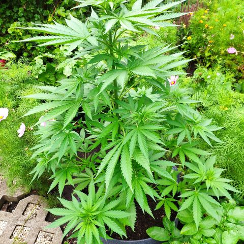 Purple Cookie Kush Sensi Seeds  growlog timeline photo