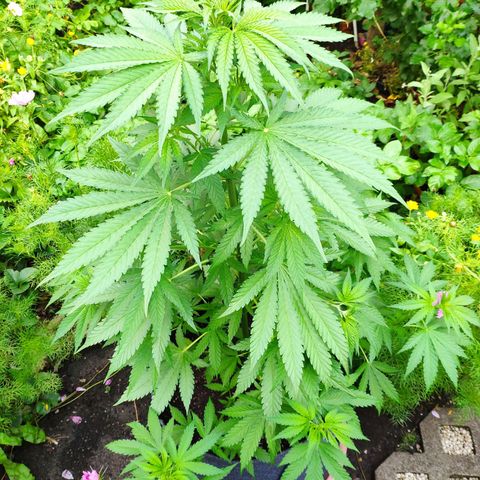 Purple Cookie Kush Sensi Seeds  growlog timeline photo