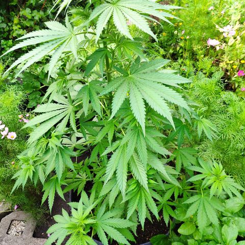 Purple Cookie Kush Sensi Seeds  growlog timeline photo