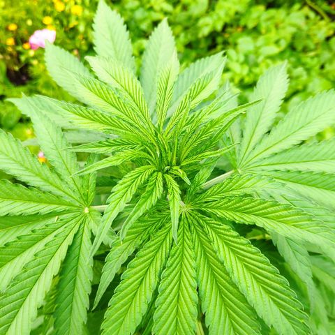 Purple Cookie Kush Sensi Seeds  growlog timeline photo