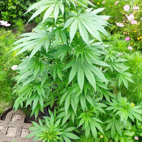 Purple Cookie Kush Sensi Seeds  growlog timeline photo