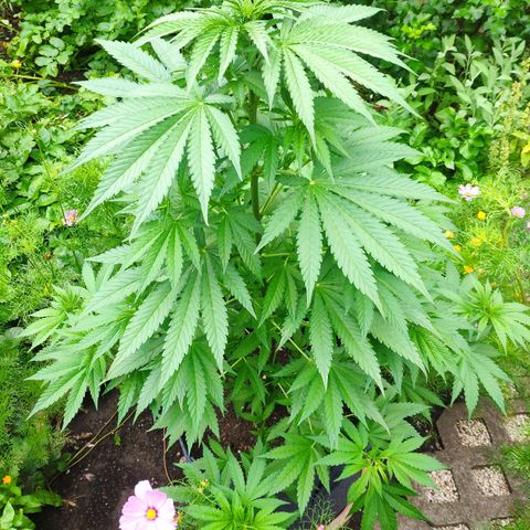 Purple Cookie Kush Sensi Seeds  growlog timeline photo
