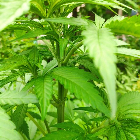 Purple Cookie Kush Sensi Seeds  growlog timeline photo