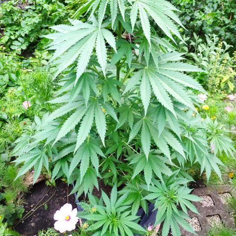 Purple Cookie Kush Sensi Seeds  growlog timeline photo