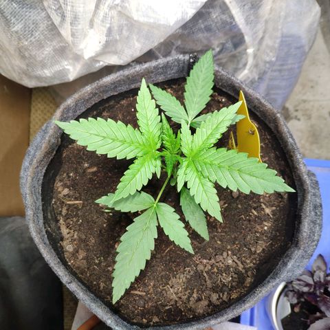 Purple Haze Auto  growlog timeline photo