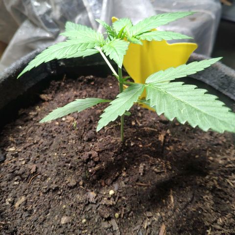 Purple Haze Auto  growlog timeline photo