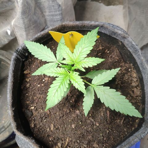 Purple Haze Auto  growlog timeline photo