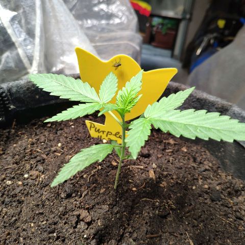 Purple Haze Auto  growlog timeline photo