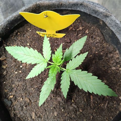 Purple Haze Auto  growlog timeline photo
