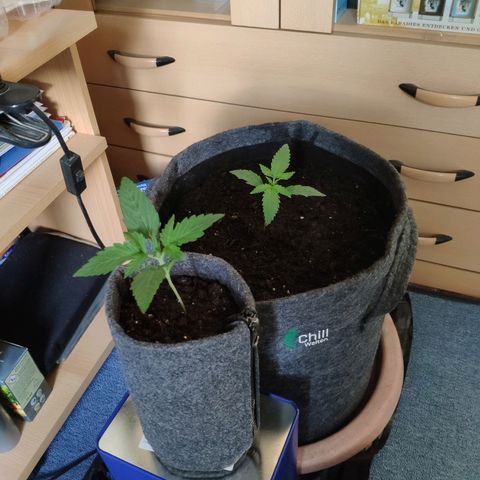 Purple Haze Auto  growlog timeline photo