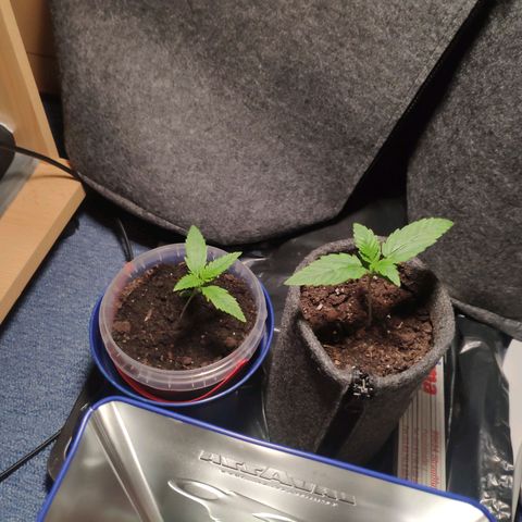 Purple Haze Auto  growlog timeline photo