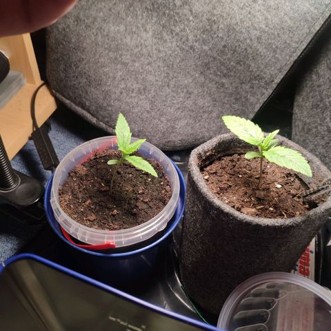 Purple Haze Auto  growlog timeline photo