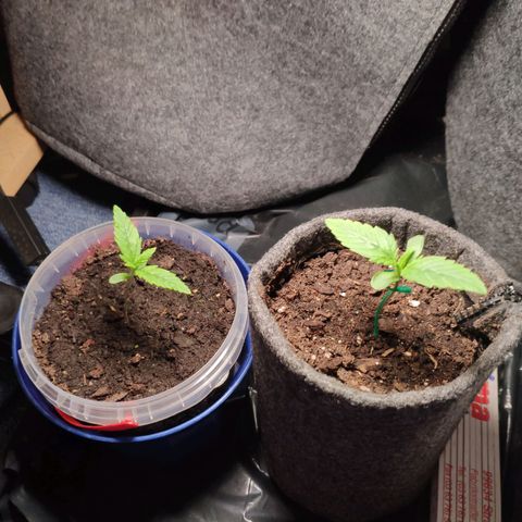 Purple Haze Auto  growlog timeline photo