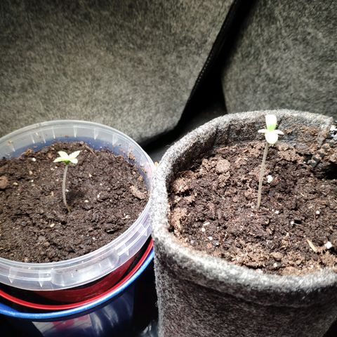 Purple Haze Auto  growlog timeline photo