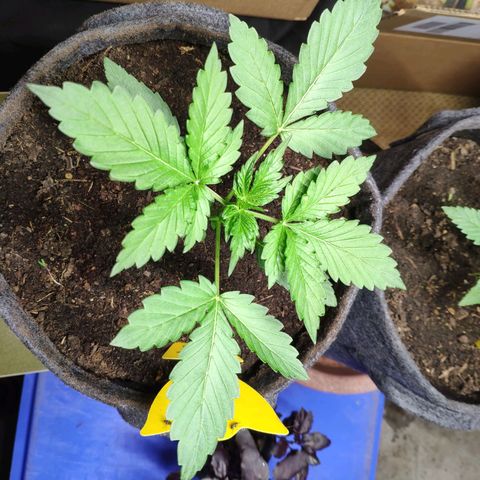 Pineapple Express 2 growlog timeline photo