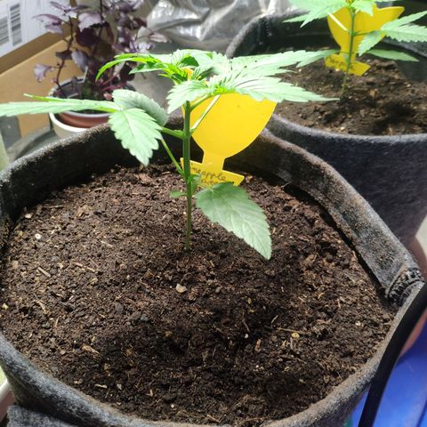 Pineapple Express 2 growlog timeline photo
