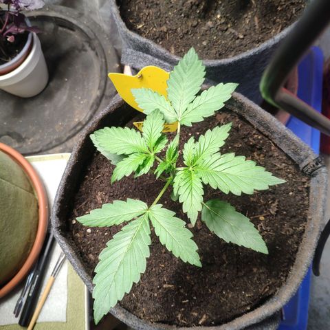 Pineapple Express 2 growlog timeline photo