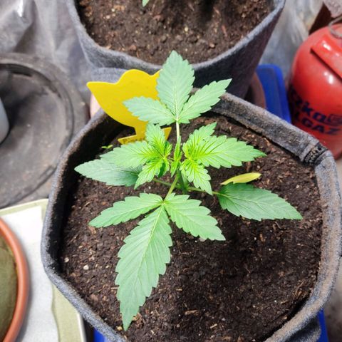 Pineapple Express 2 growlog timeline photo