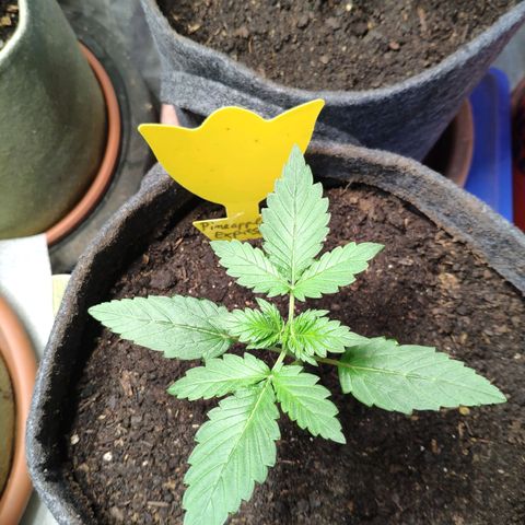 Pineapple Express 2 growlog timeline photo