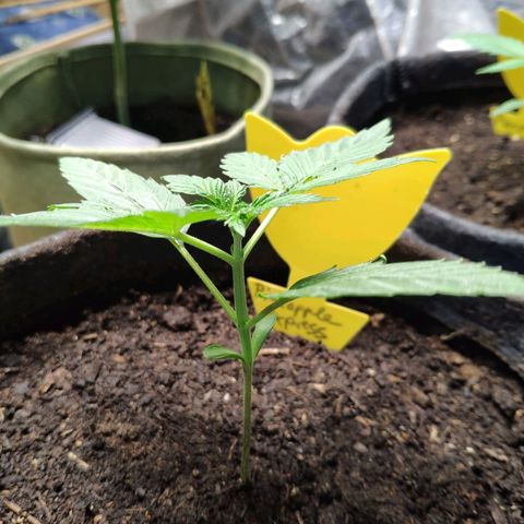 Pineapple Express 2 growlog timeline photo