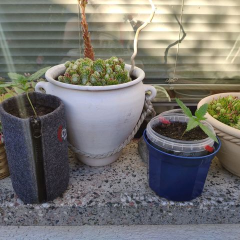 Pineapple Express 2 growlog timeline photo