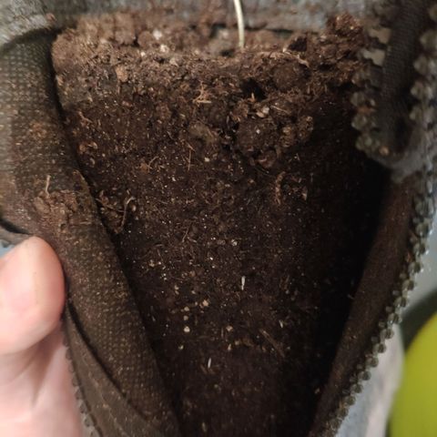 Pineapple Express 2 growlog timeline photo