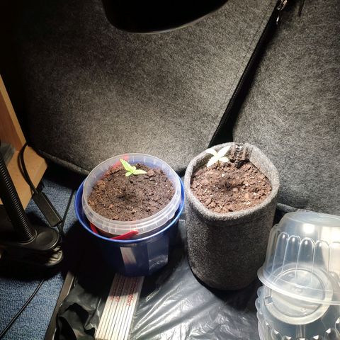 Pineapple Express 2 growlog timeline photo