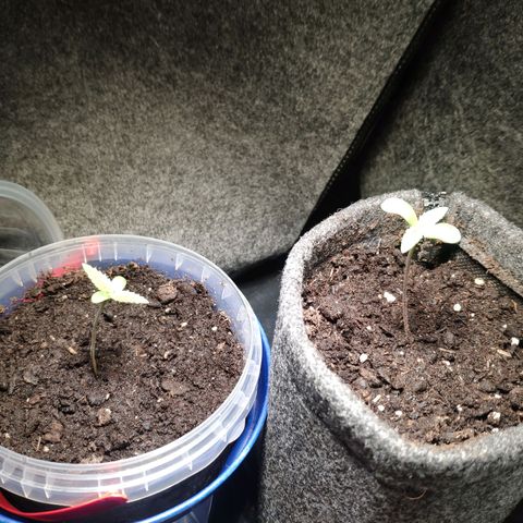 Pineapple Express 2 growlog timeline photo
