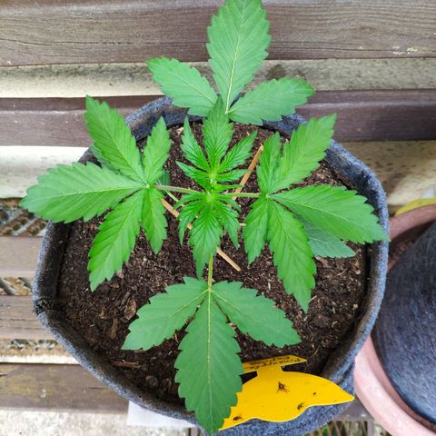 Pineapple Express 2 growlog timeline photo