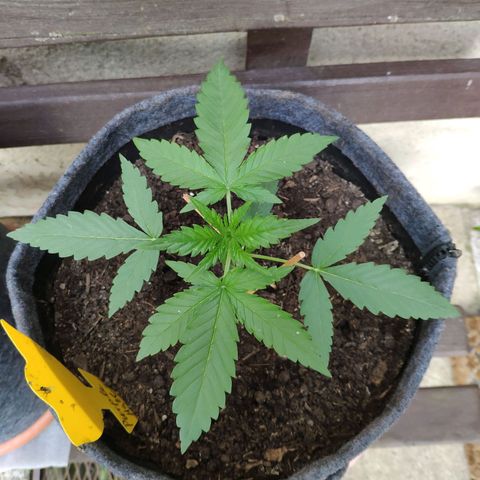 Purple Haze Auto  growlog timeline photo