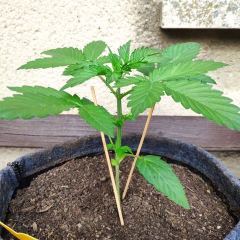 Pineapple Express 2 growlog timeline photo
