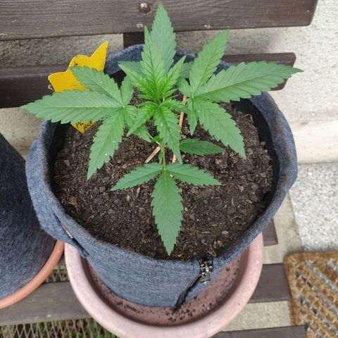 Purple Haze Auto  growlog timeline photo