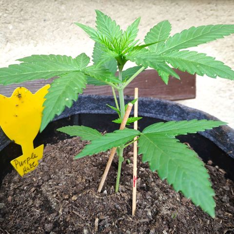 Purple Haze Auto  growlog timeline photo