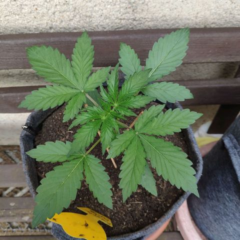 Pineapple Express 2 growlog timeline photo
