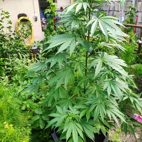 Purple Cookie Kush Sensi Seeds  growlog timeline photo