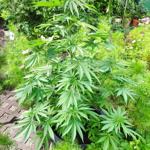 Purple Cookie Kush Sensi Seeds  growlog timeline photo